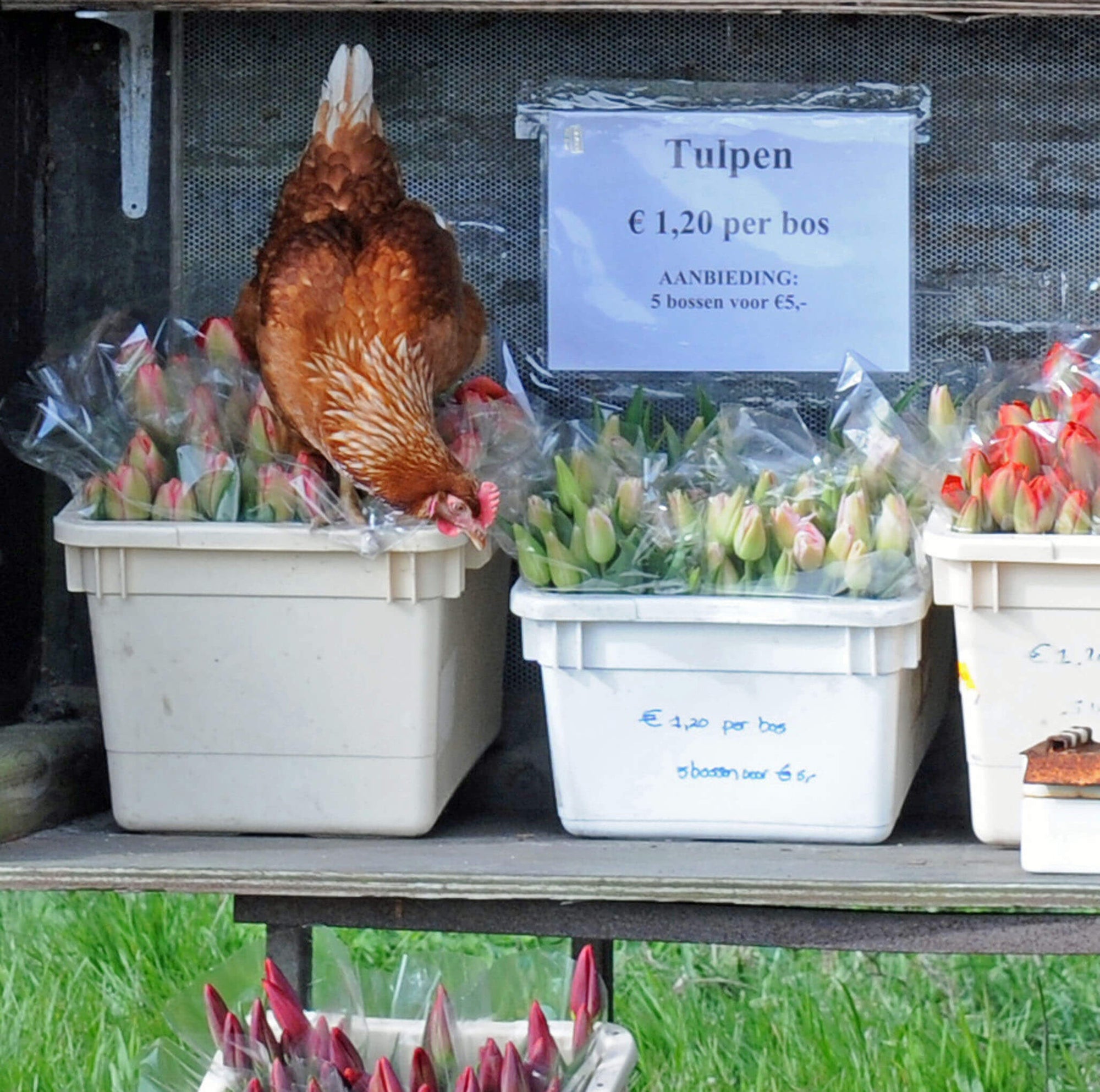How Is It to Work in the Bulbs?