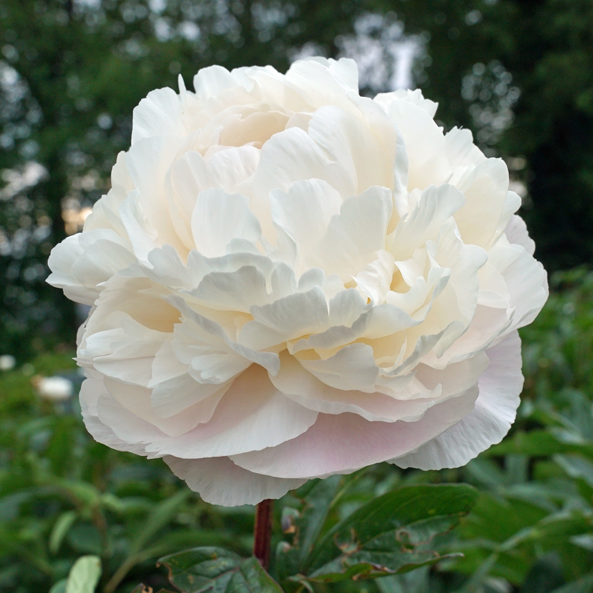 Peony Party Time