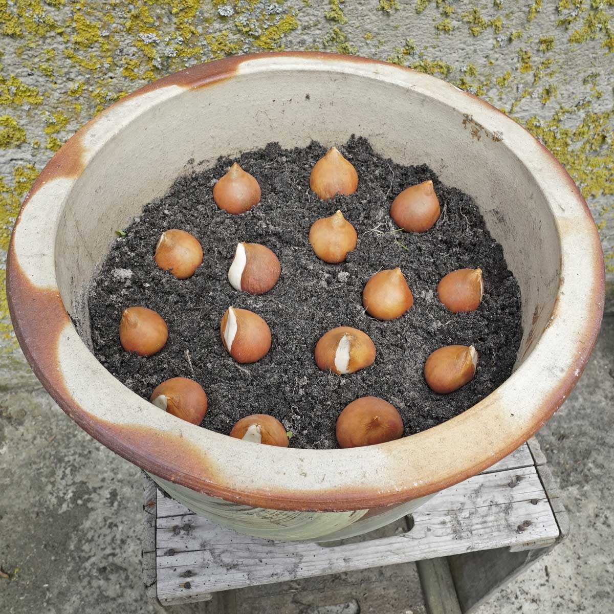 …It’s Time To Plant Flower Bulbs