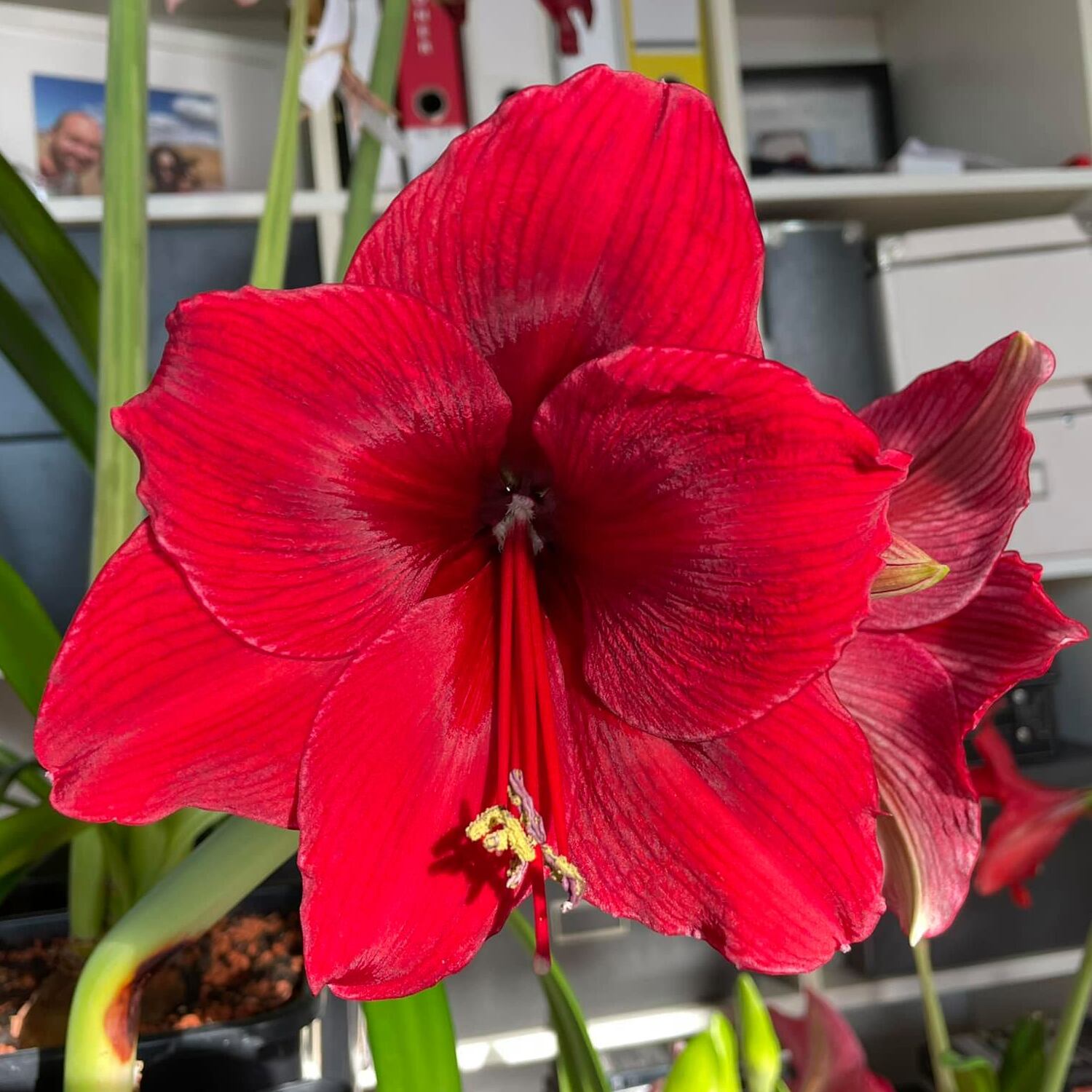 Amaryllis Arabian Night