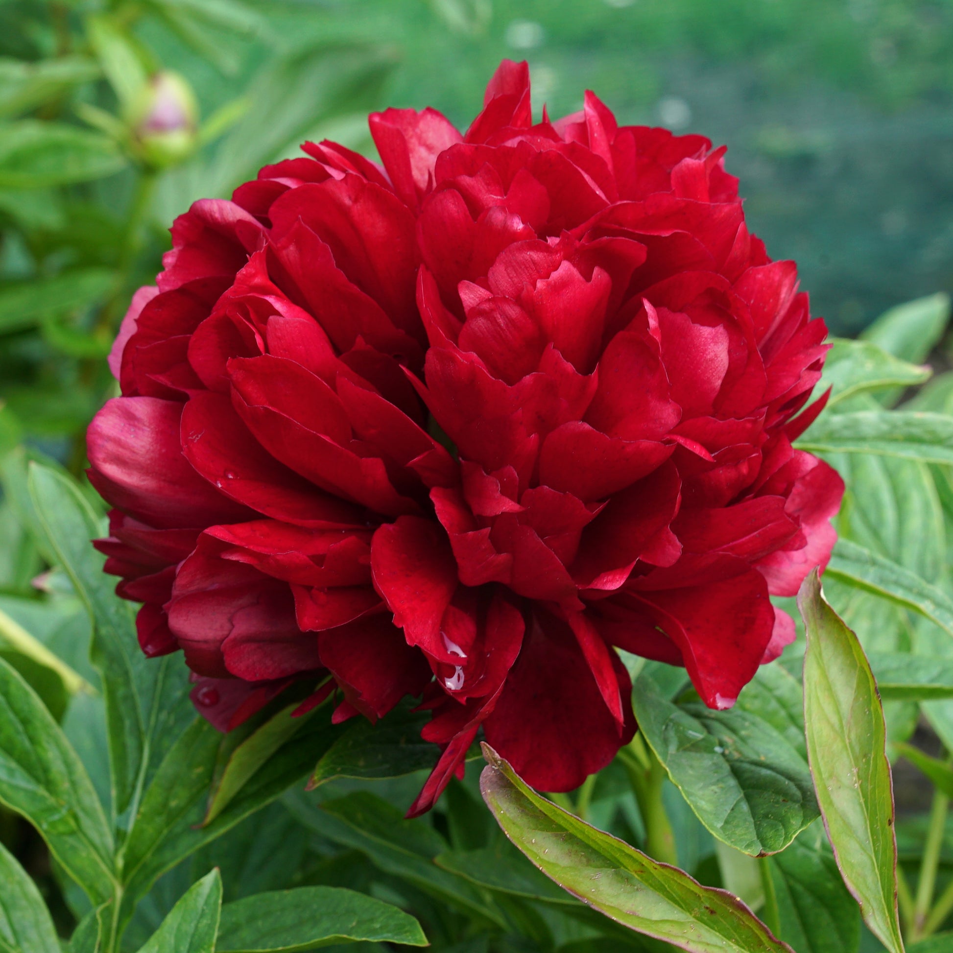 Eternal Peonies