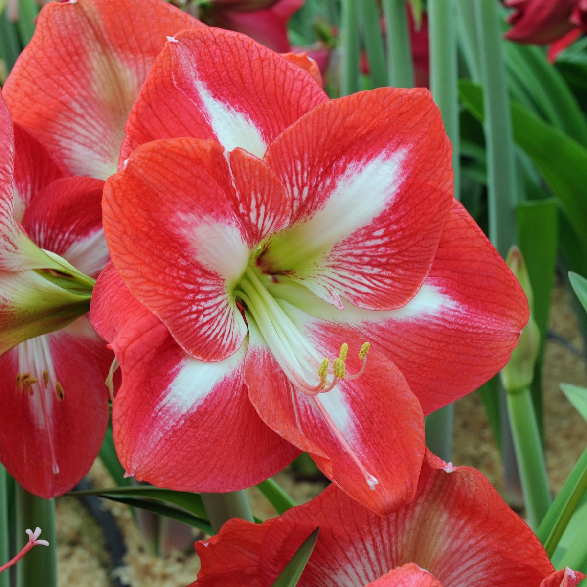 Amaryllis Monte Carlo