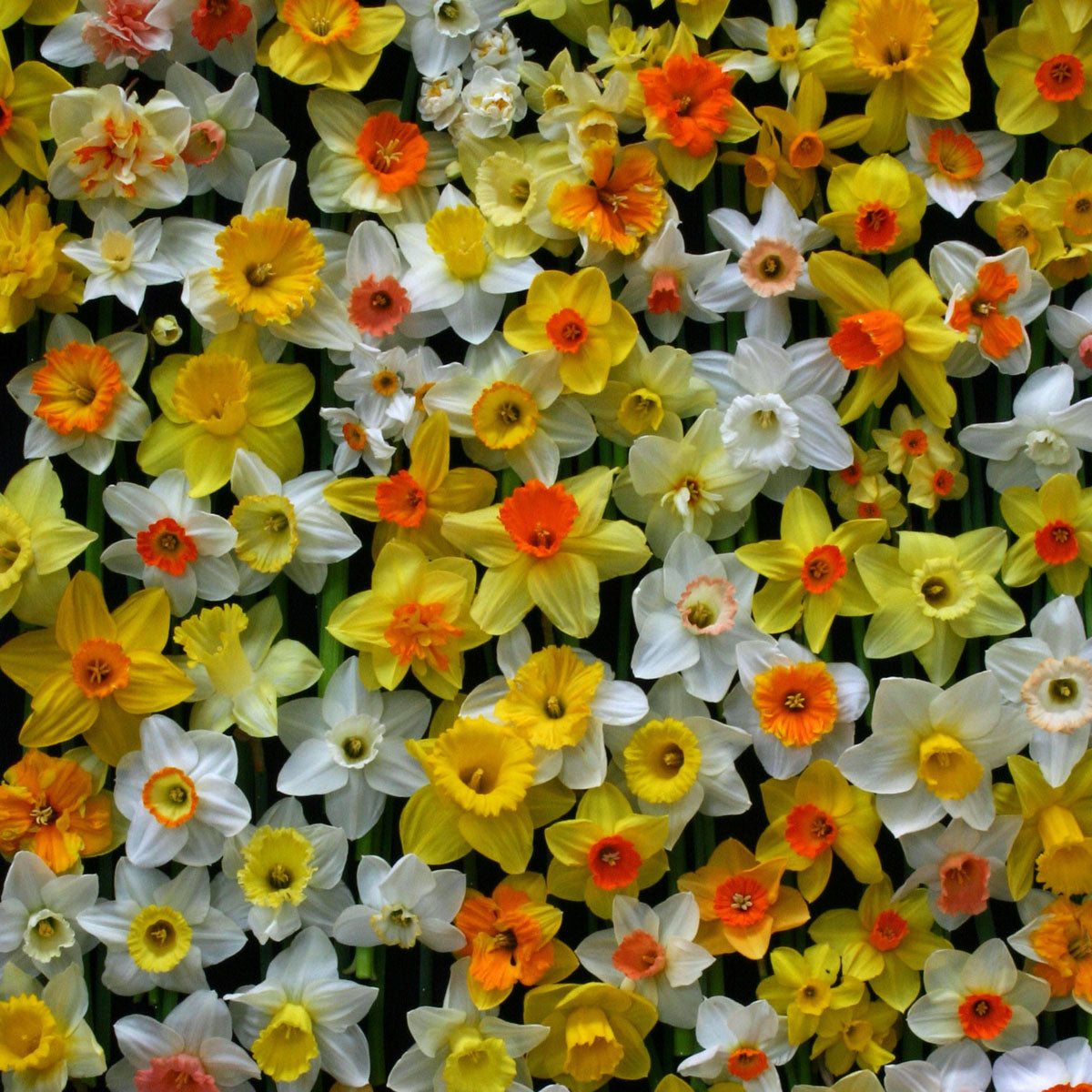 Fluwel Narcissus Mixture