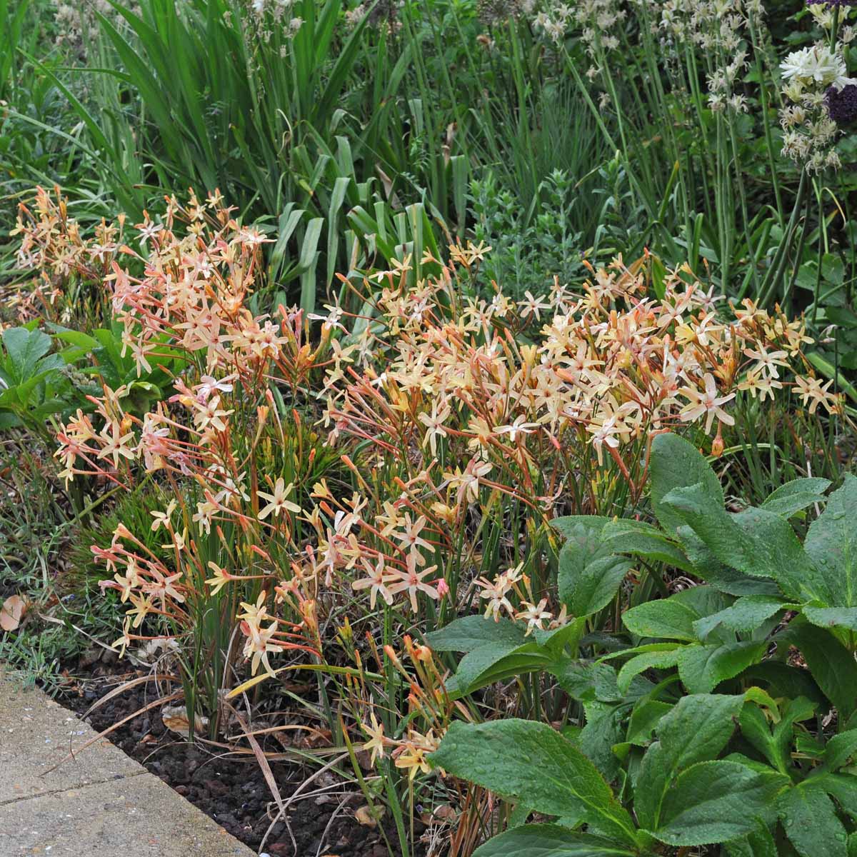 Ixia paniculata Eos
