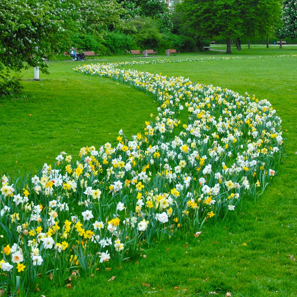 Fluwel Narcissus Mixture