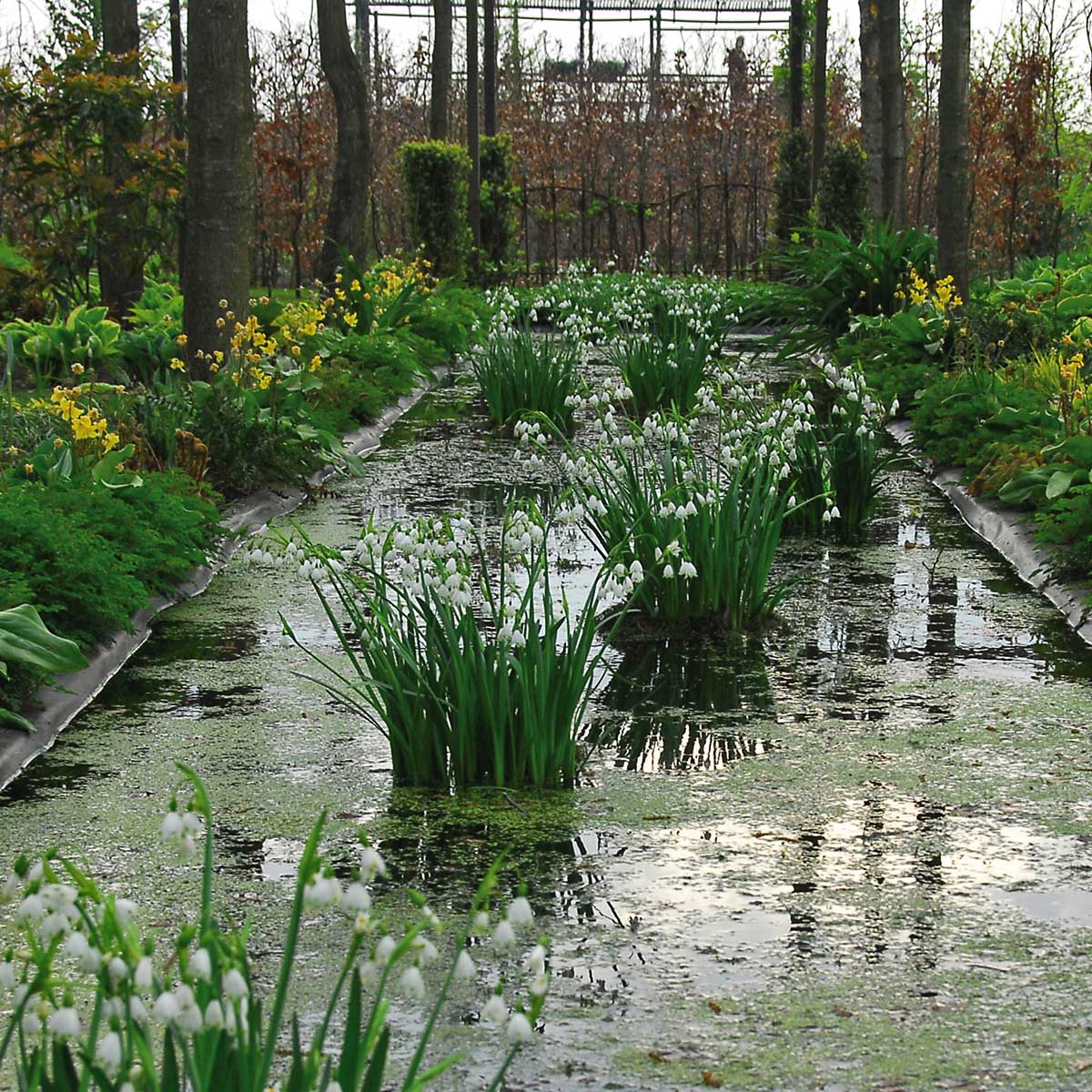 Leucojum aestivum Gravetye Giant