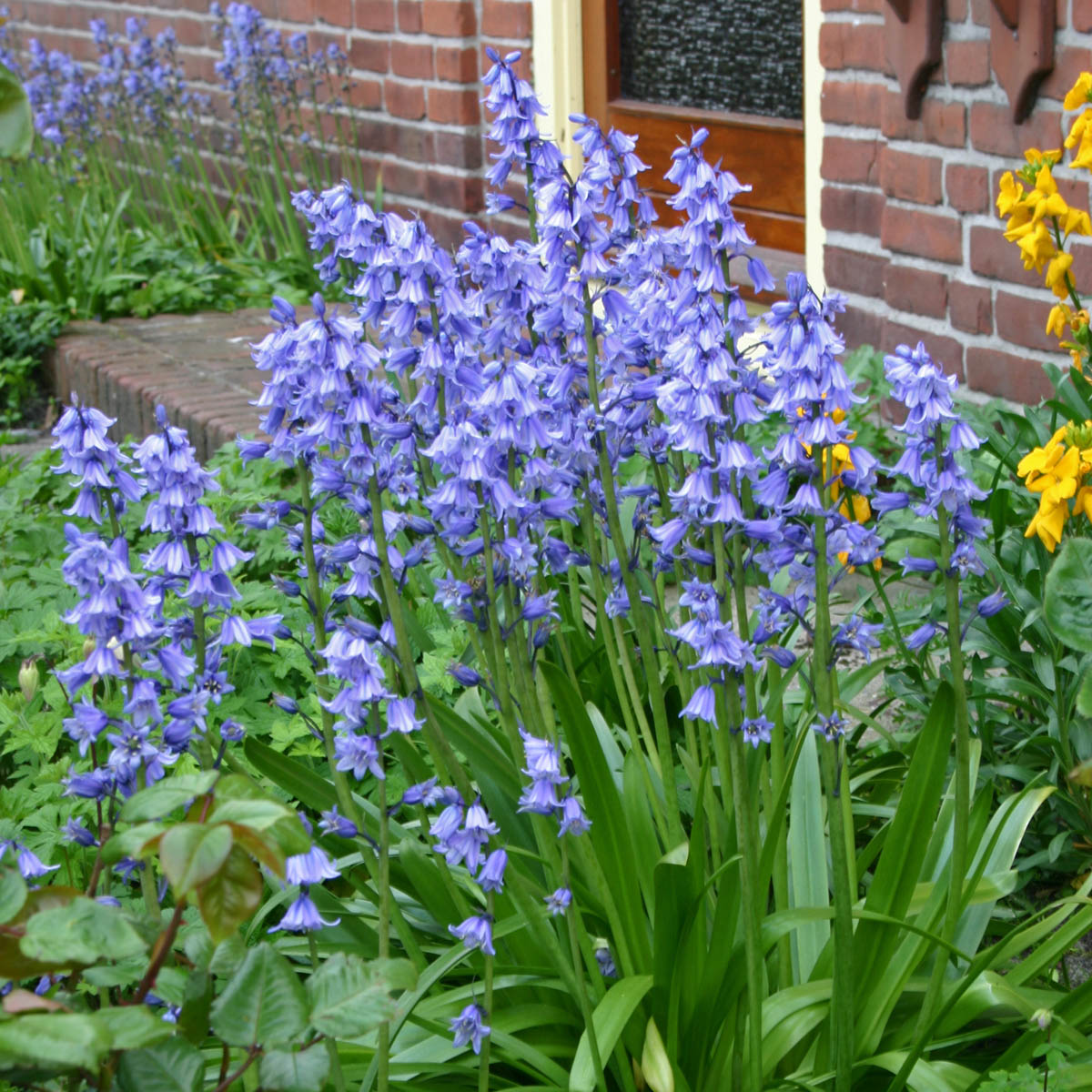 Hyacinthoides hispanica Excelsior