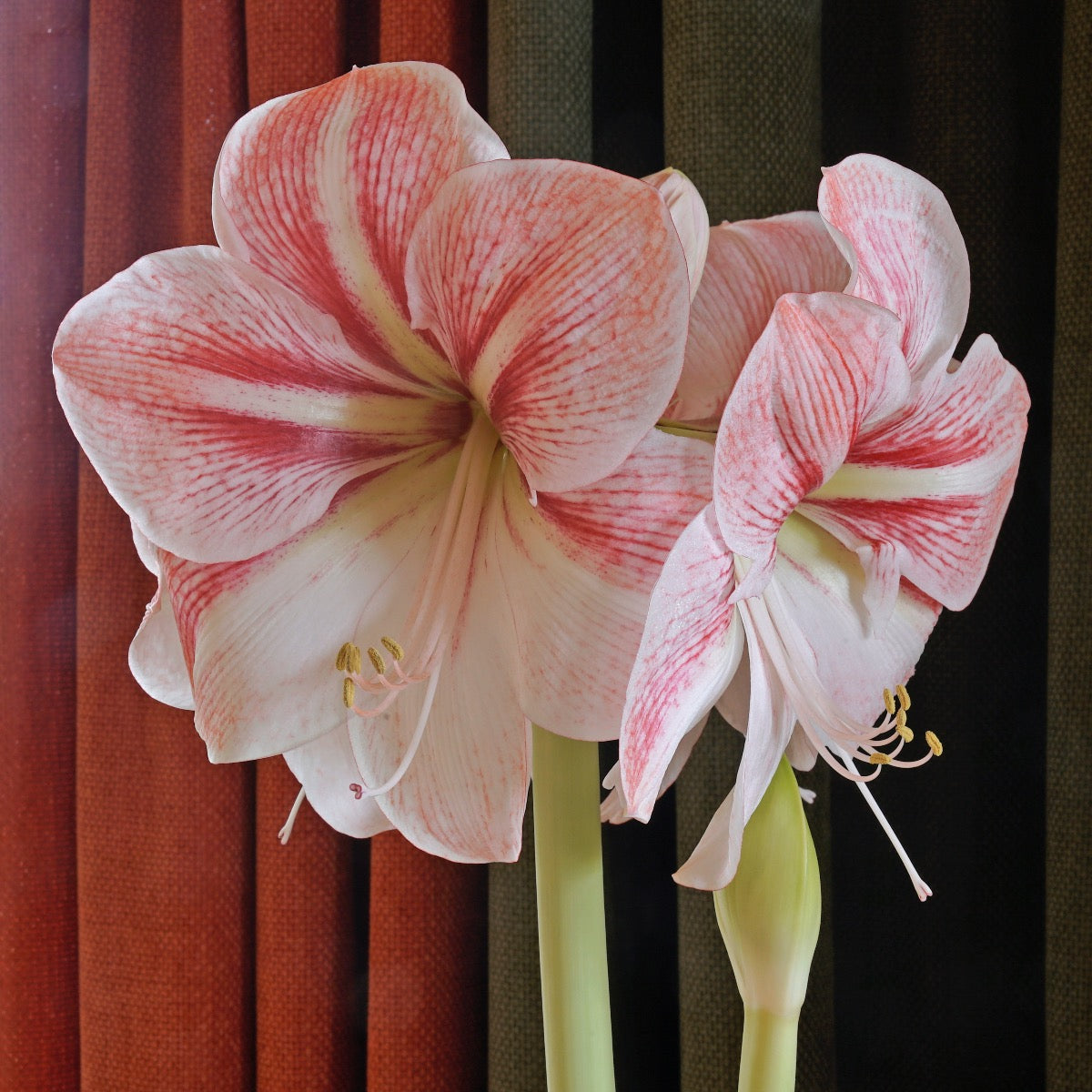 Amaryllis Strong King