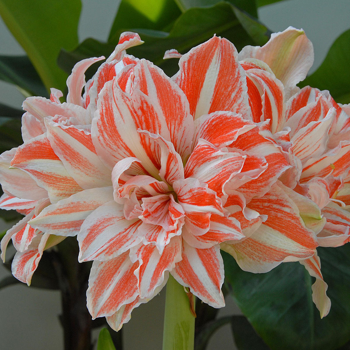Amaryllis Dancing Queen