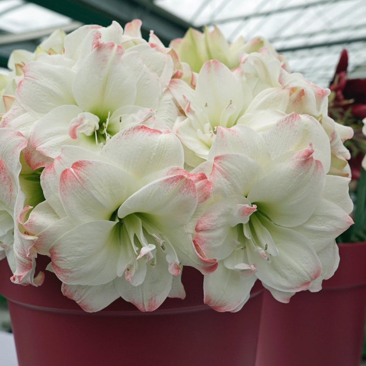 Amaryllis Candy Amadeus
