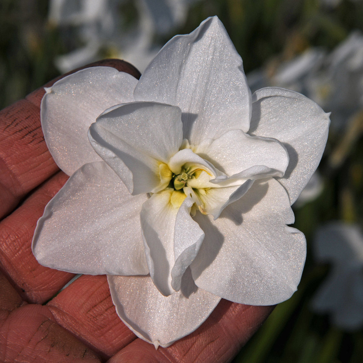 Narcissus Frostbite