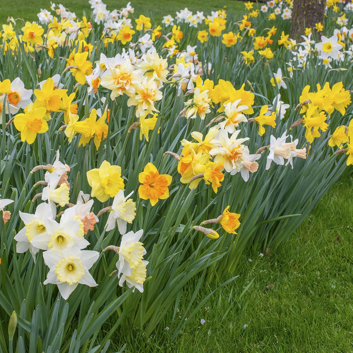 Fluwel Narcissus Mixture