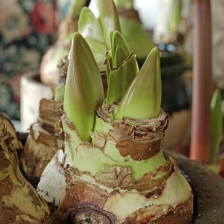 The 2021 Fluwel Amaryllis Top 10