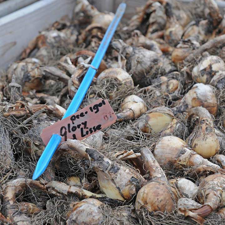 The Daffodil, The Ideal Perennial!