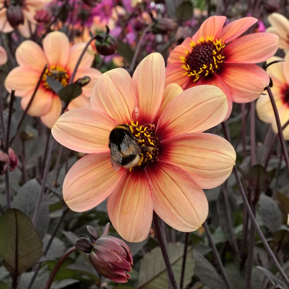 The G-7 will be in your garden upcoming summer