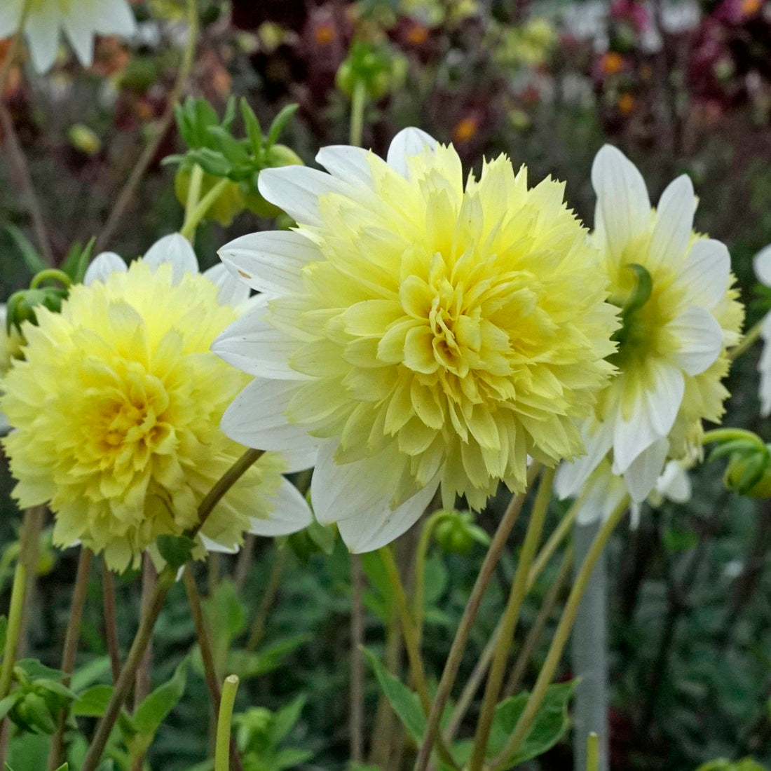 There will be no newsletter this week