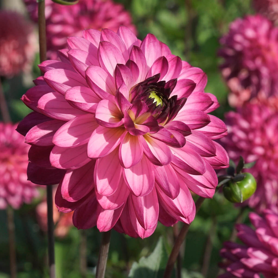 The Dahlia