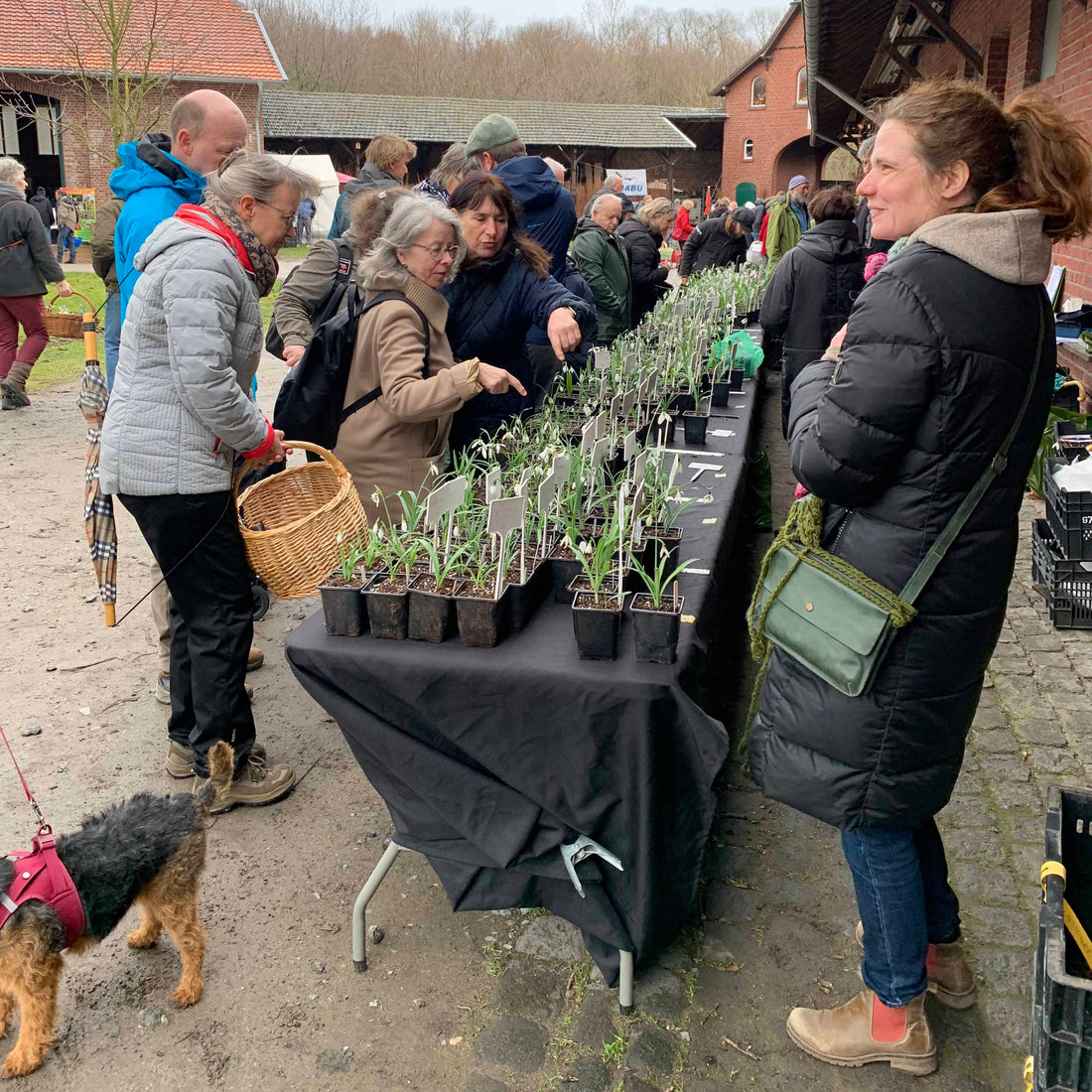 The Snowdrops are ringing