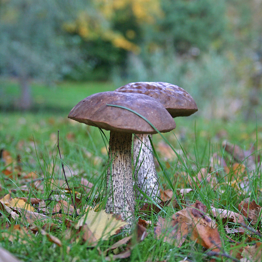 The Ideal Time To Plant Flowerbulbs