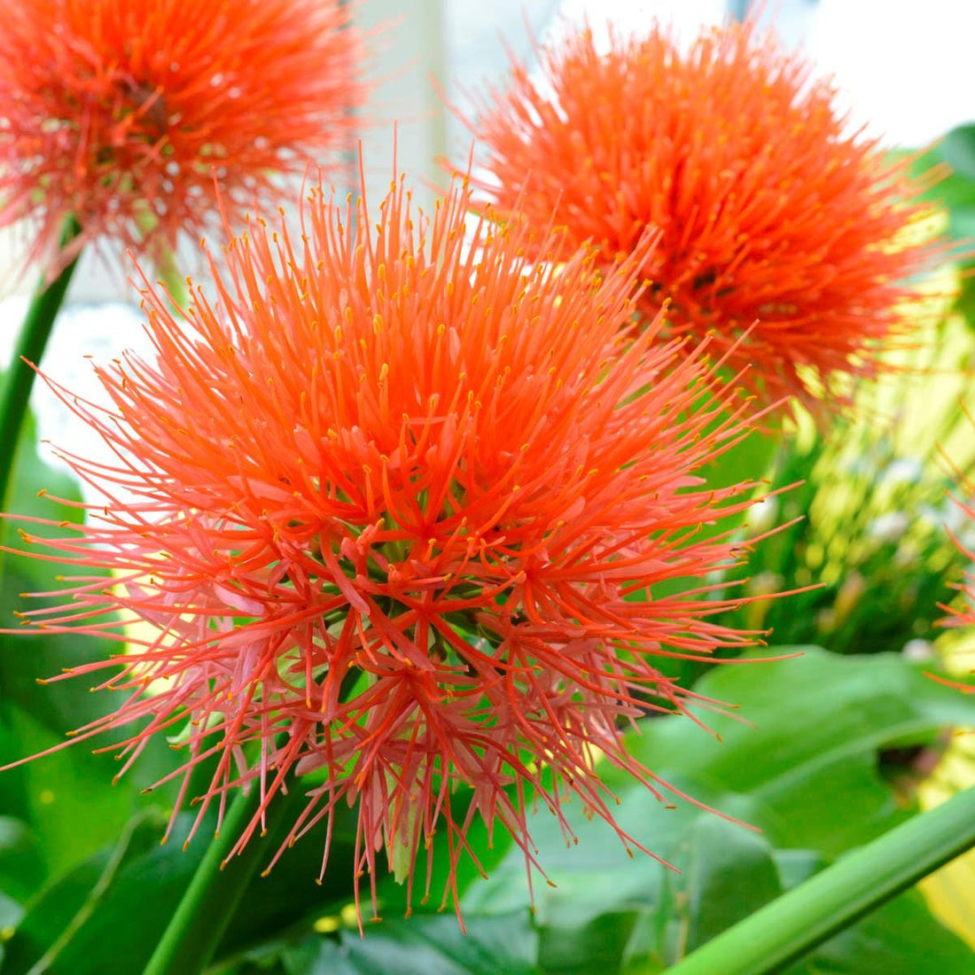 New: The Scadoxus multiflorus Orange Wonder