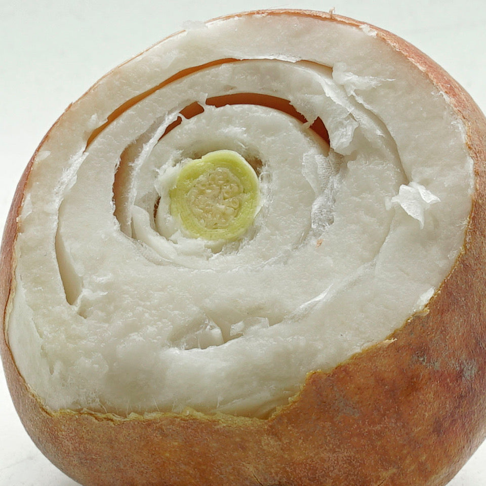 Something fascinating about the Tulip.