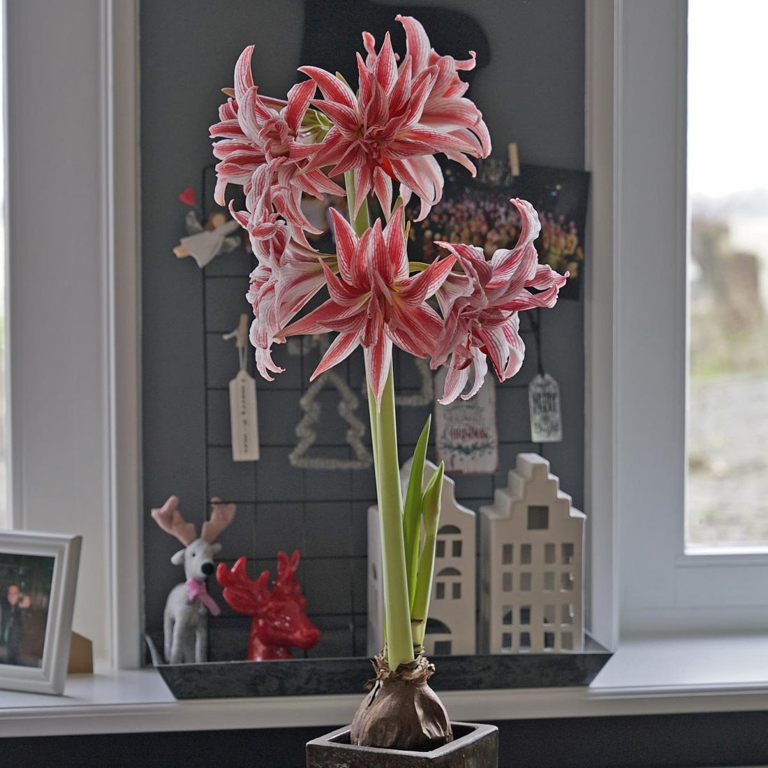 I'm glad my guy isn't a gardener! 