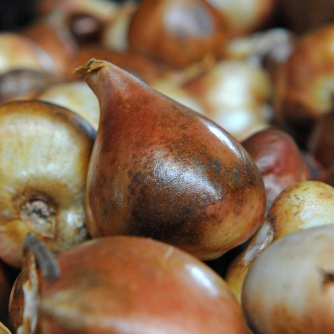 Pregnant Flower bulbs