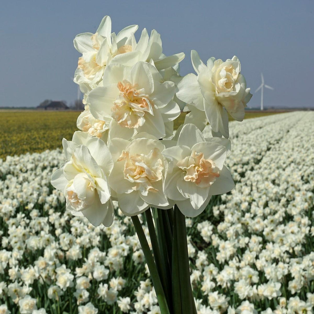 The Daffodil makes me happy