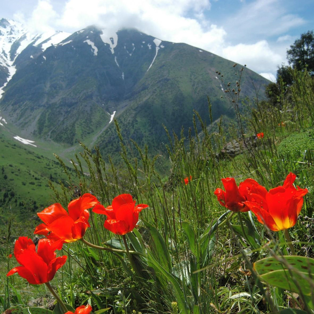 The Tulip as a Perennial
