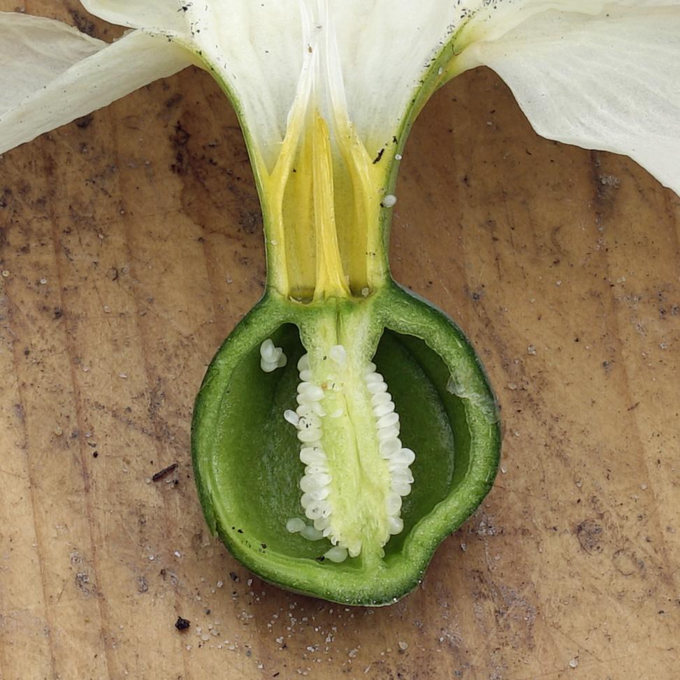 Would you also like to hybridize your own Daffodils?