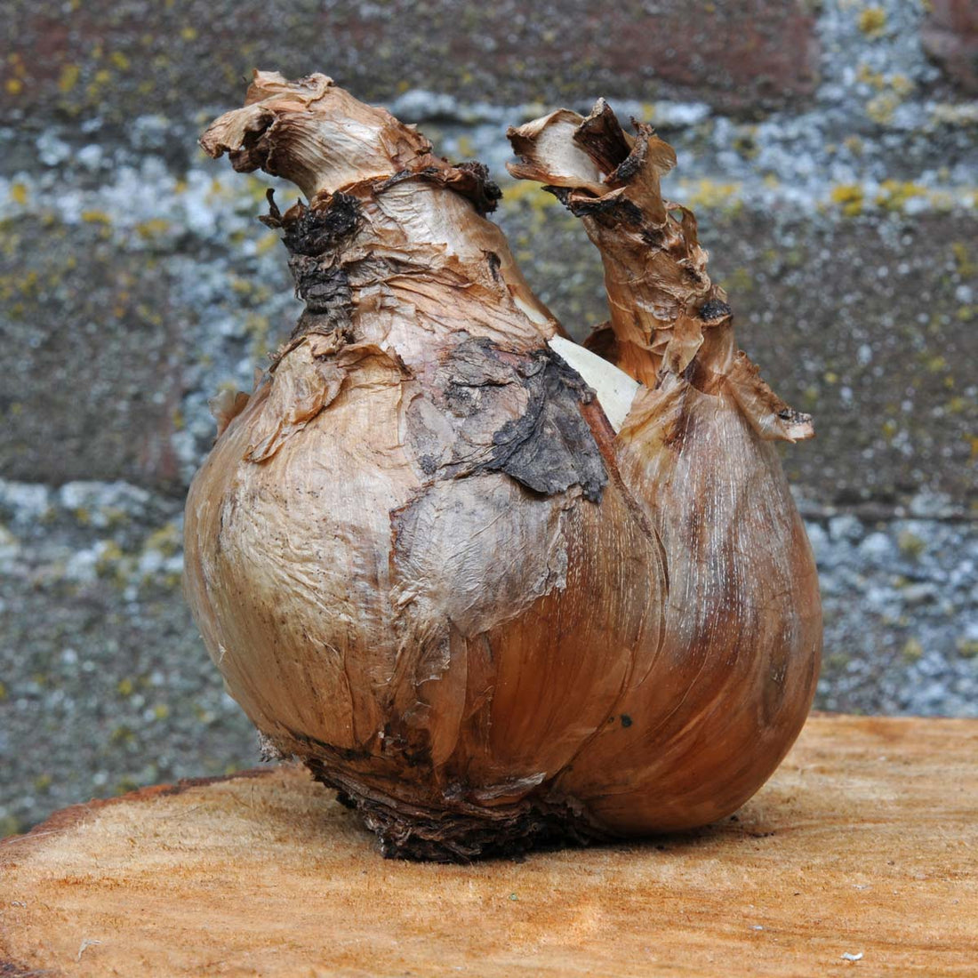 Flowerbulbs – The Ideal Gift!