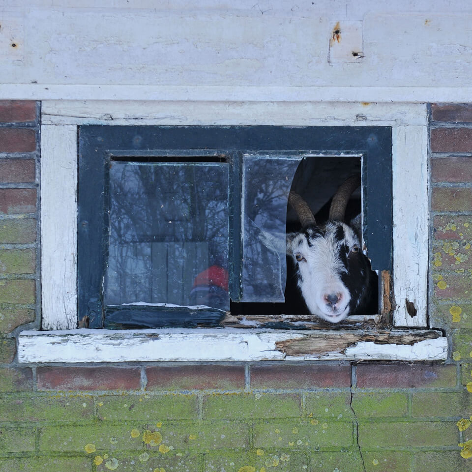 For your viewing pleasure