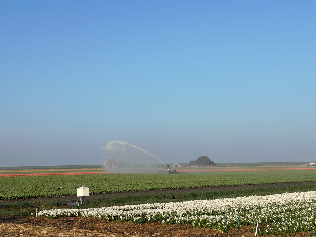Growing flower bulbs in pots