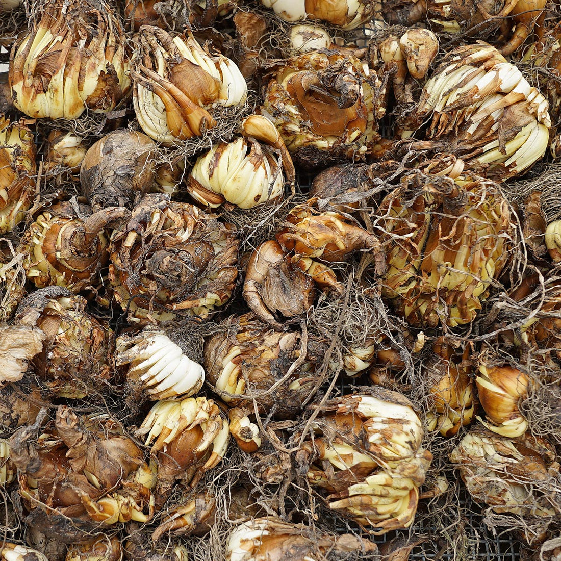 She really is the best!