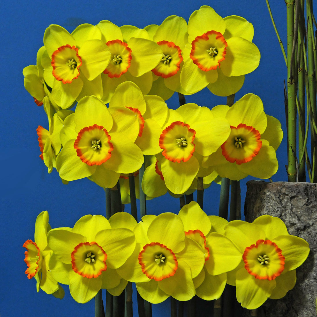 There are dressage horses and there are work horses.