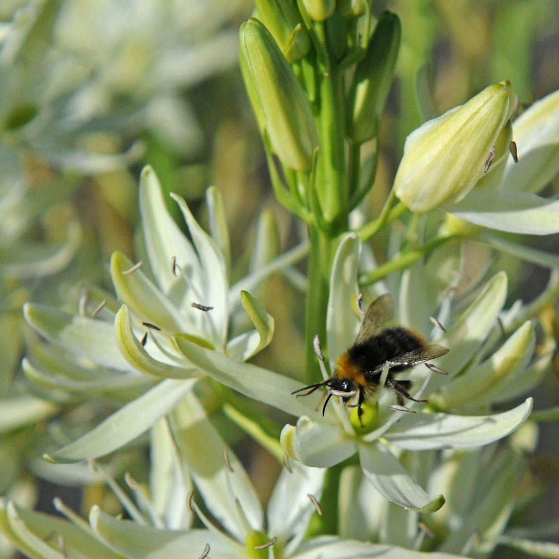 Organic Flower Bulbs