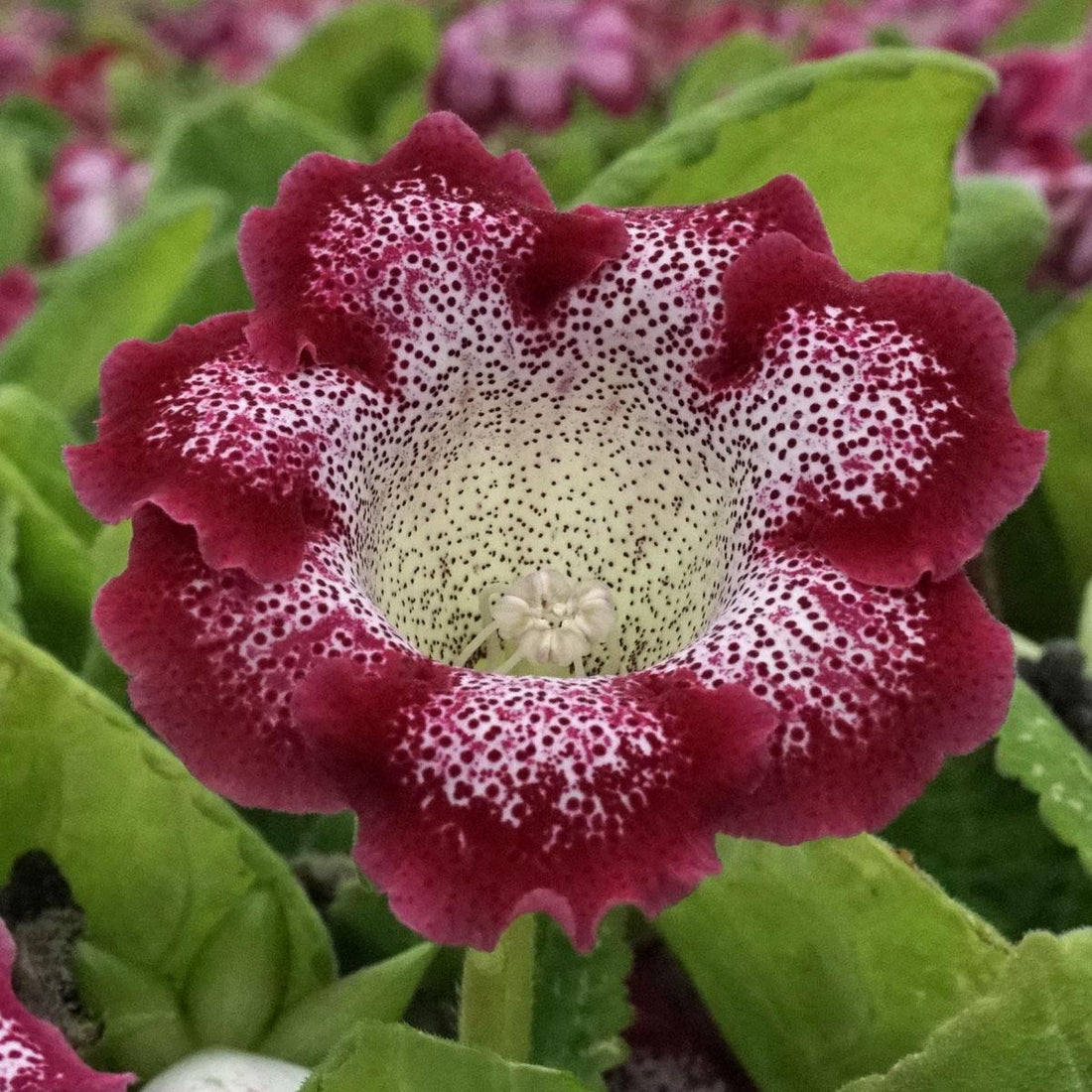 The Gloxinia
