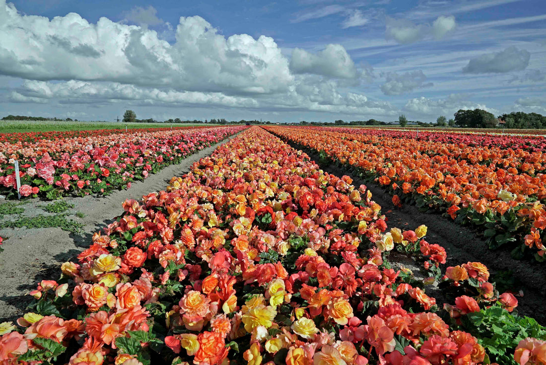The American Begonia (also known as the Ameri-hybrids)