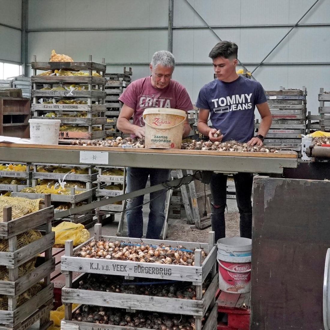 Cleaning and counting of daffodil bulbs