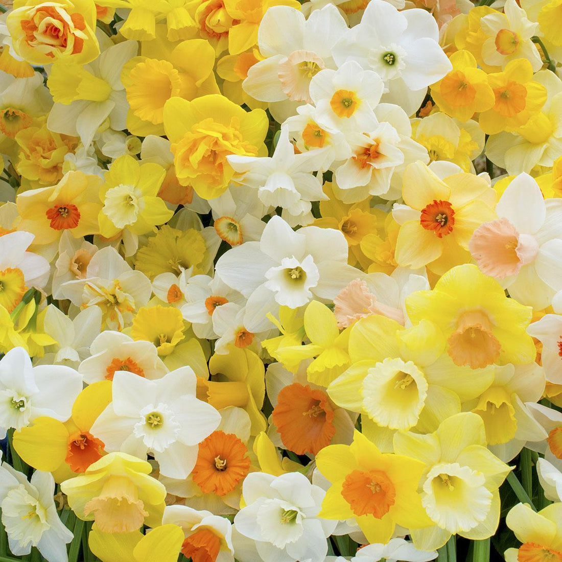 Daffodils in spring