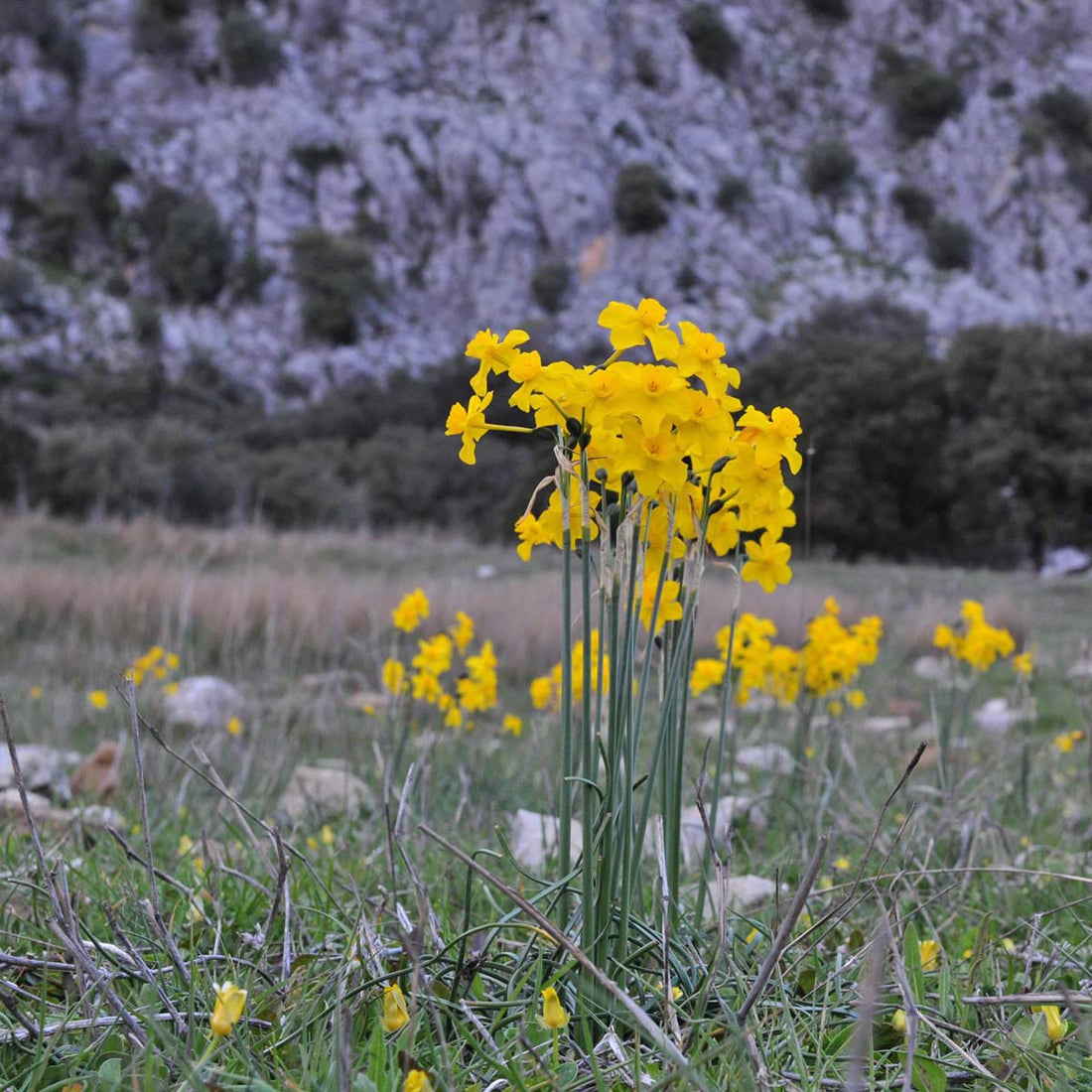 Olé, the Daffodil is just as Spanish as the Flamenco dance