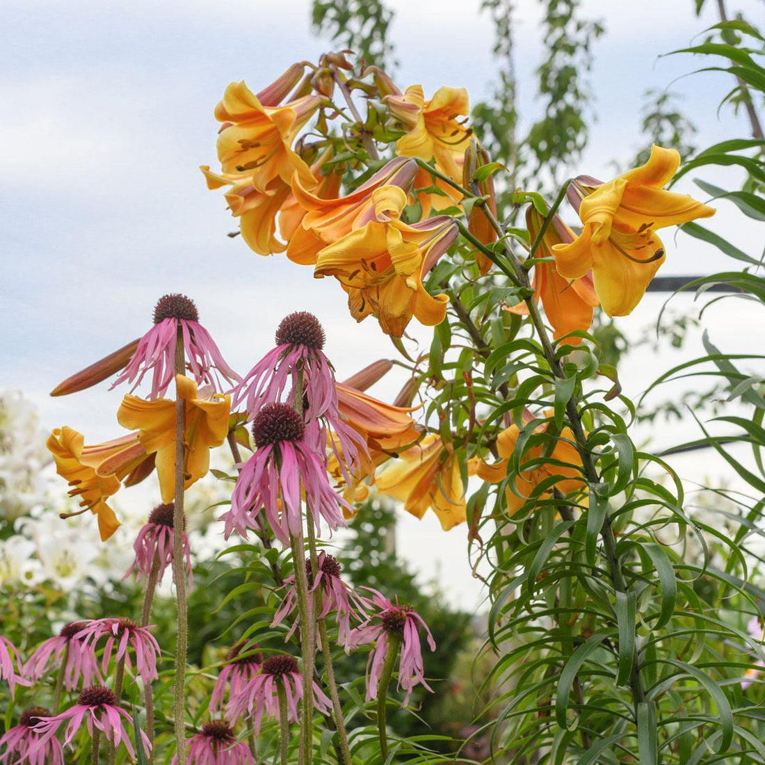 50 different lily varieties