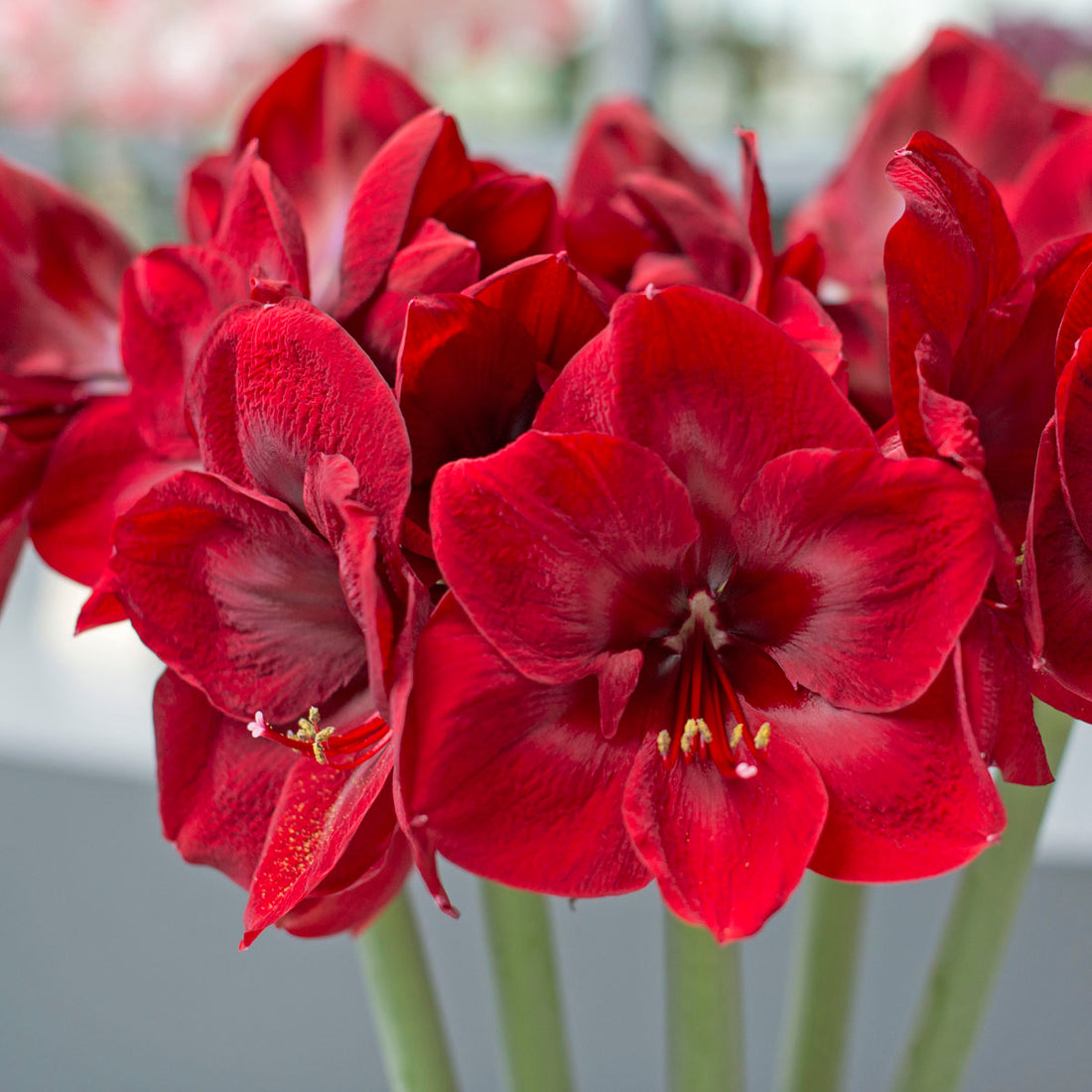 Amaryllis, The Perfect Christmas Gift