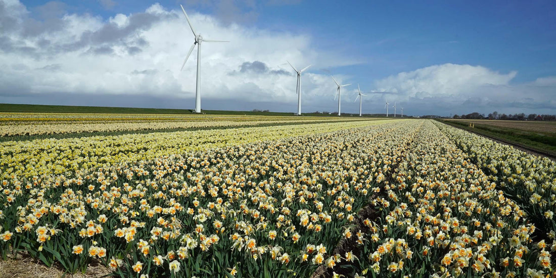 The Daffodil, the flower of Easter