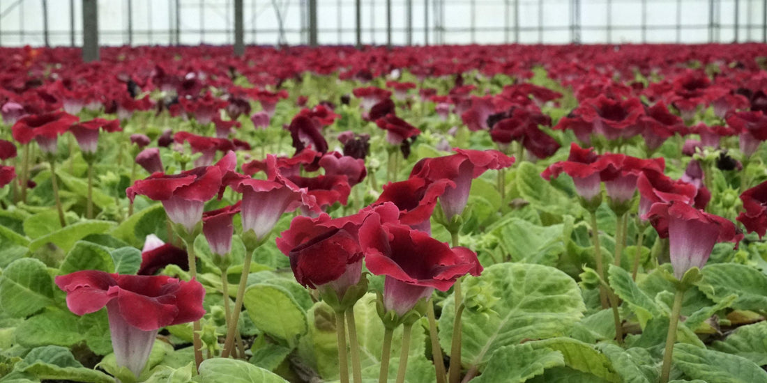 The Dahlias are available again