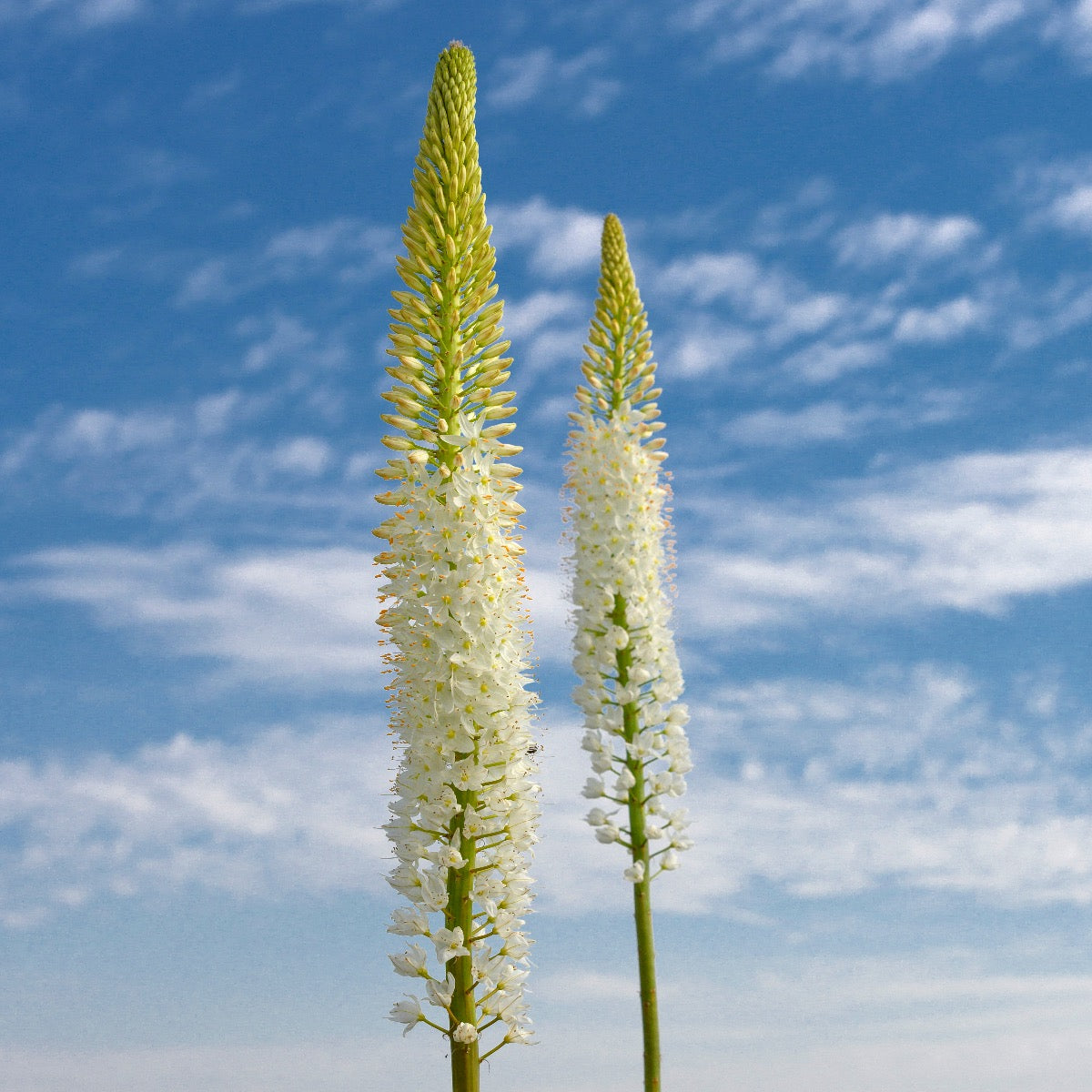 Eremurus