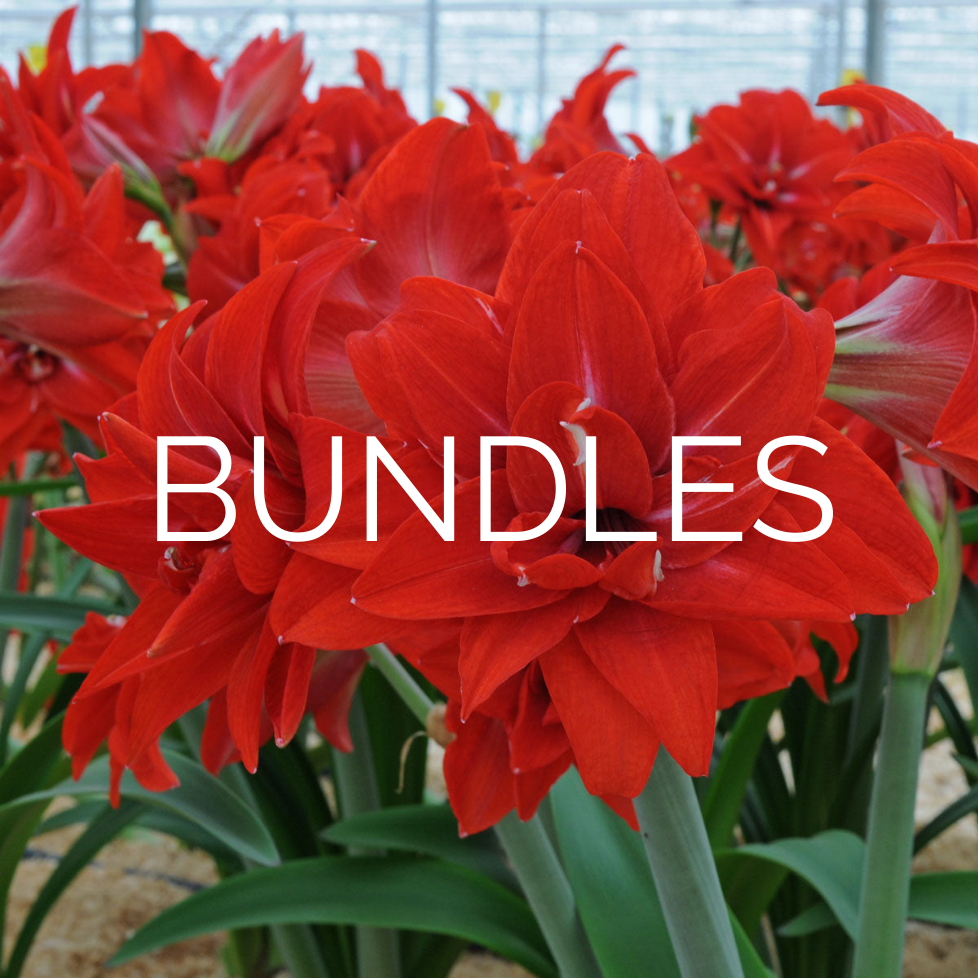 Bundles for You