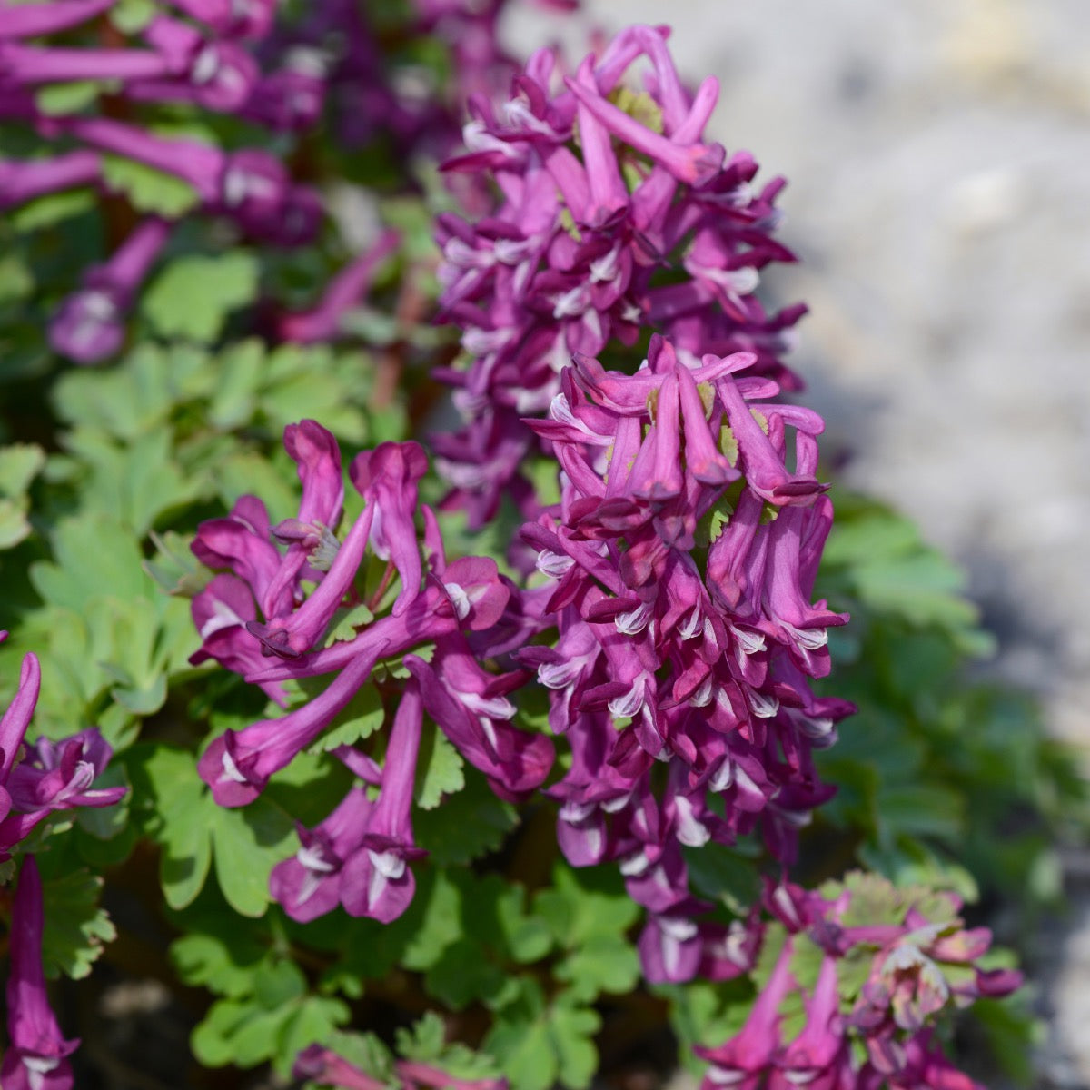 Corydalis
