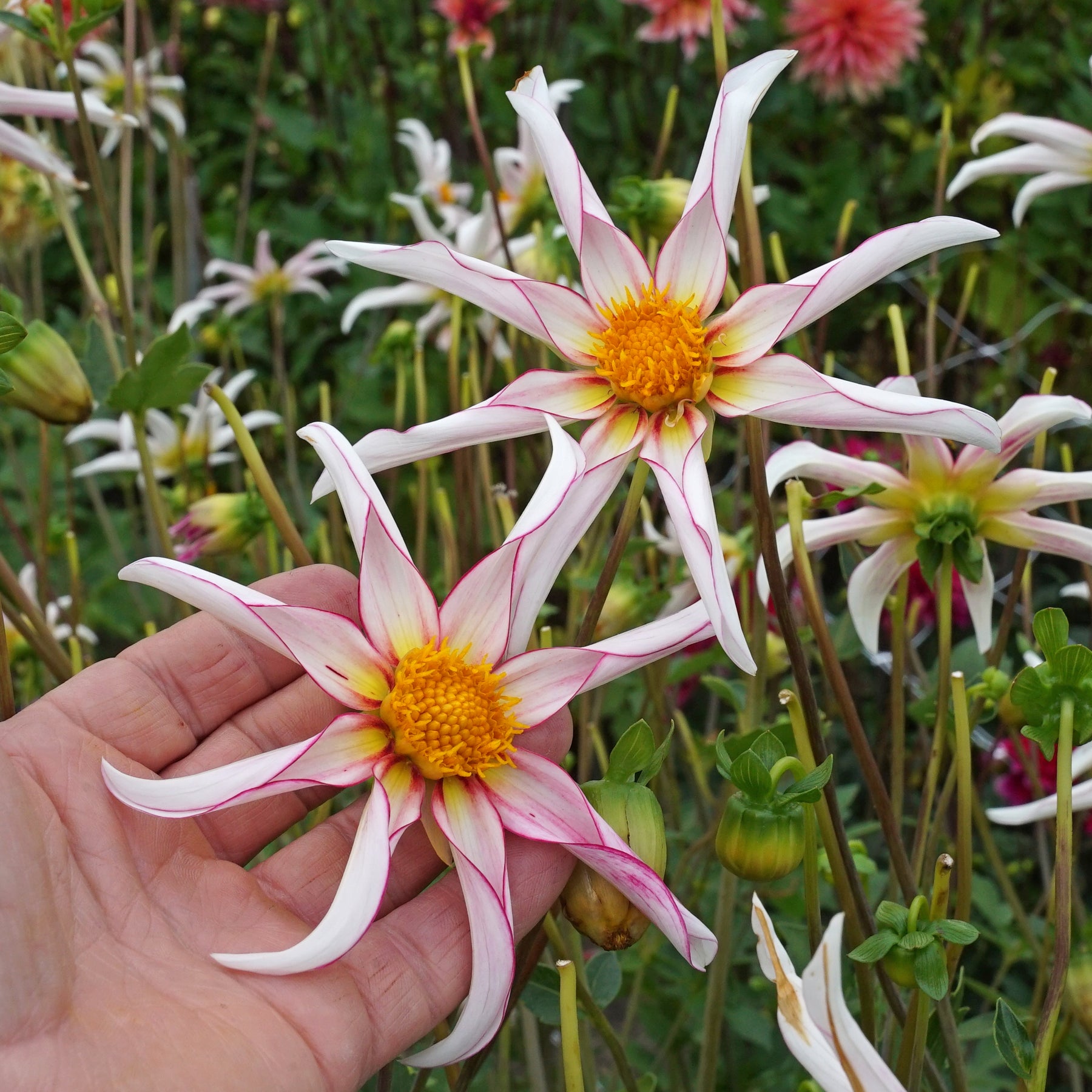 Dahlia Honka Mix