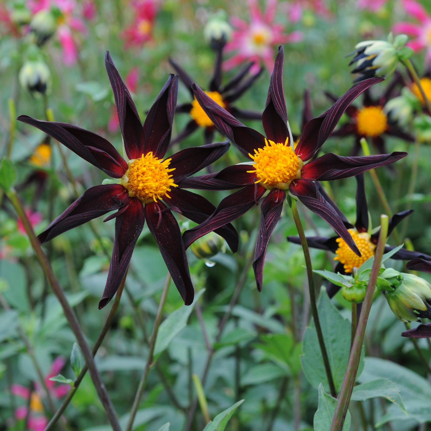 Dahlia Honka Mix